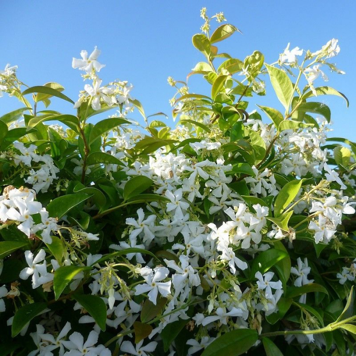 Trachelospermum jasminoides spalliera - Iasomie pe spalier [2]