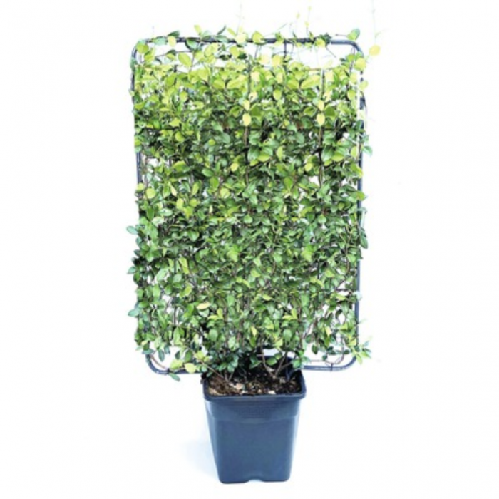 Trachelospermum jasminoides spalliera - Iasomie pe spalier [3]