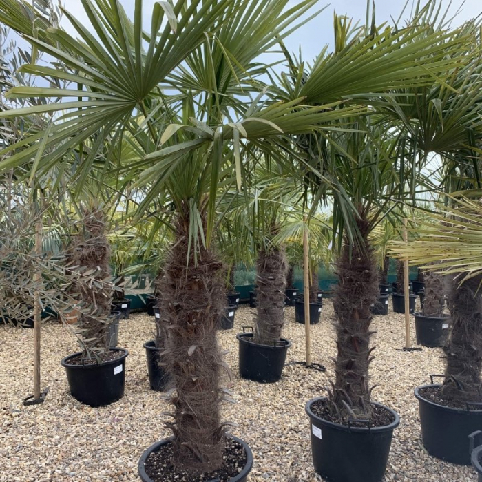 Trachycarpus fortunei - Palmier chinezesc [3]