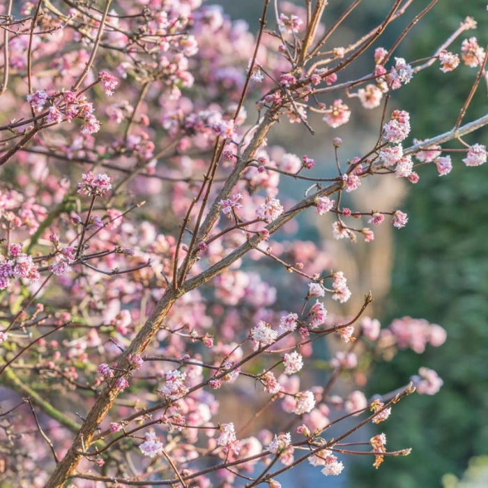 Viburnum x bodnantense 'Charles Lamont'- Călin de iarnă [2]