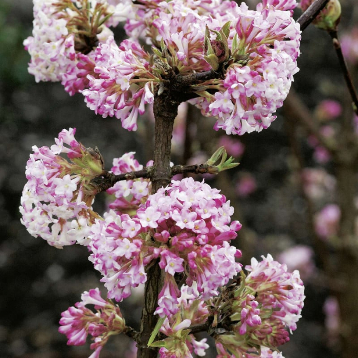 Viburnum x bodnantense 'Charles Lamont'- Călin de iarnă [1]