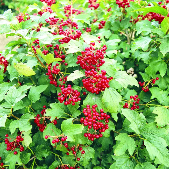 Viburnum opulus 'Compactum'  - Bulgăre de zăpadă [2]