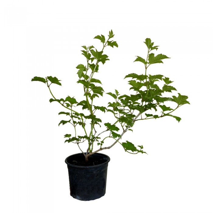 Viburnum opulus 'Compactum'  - Bulgăre de zăpadă [4]