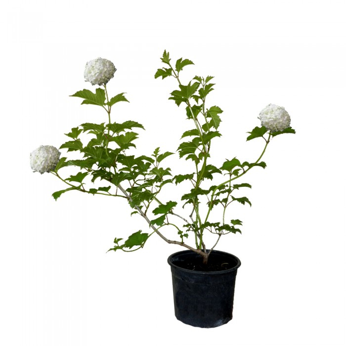 Viburnum opulus 'Roseum' - Călin / Bulgăraș de zăpadă [3]