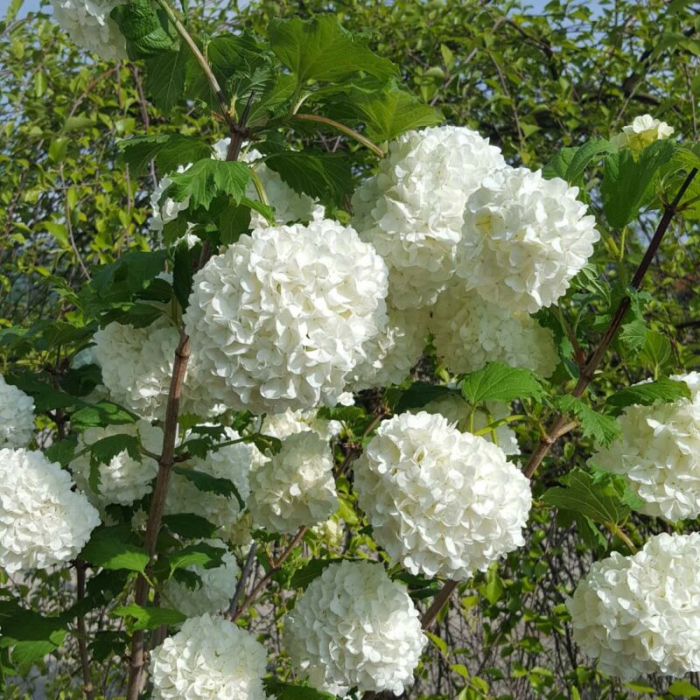 Viburnum opulus 'Roseum' - Călin / Bulgăraș de zăpadă [2]