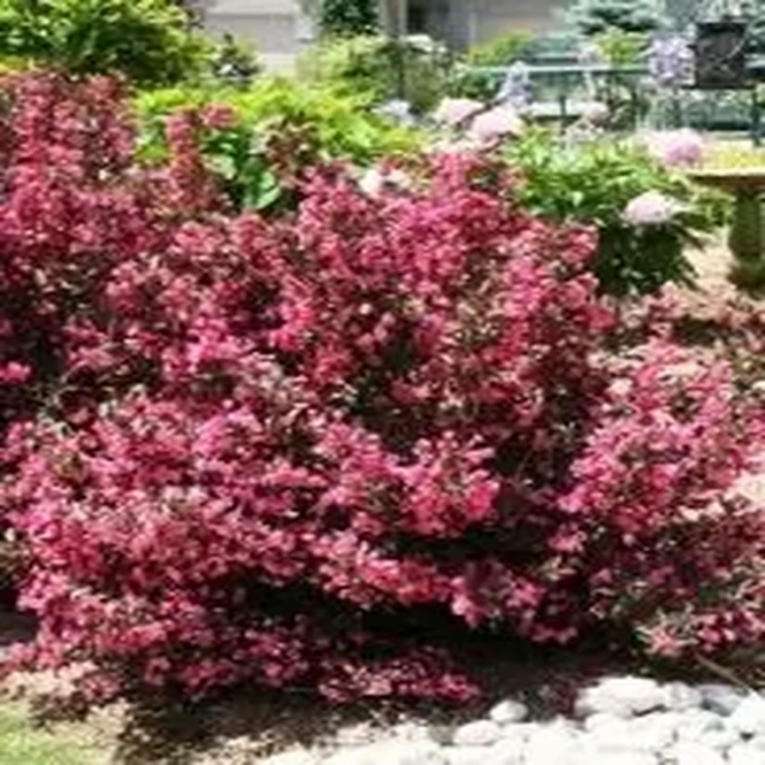 Weigela florida 'Purpurea' - Weigela purpuriu [3]