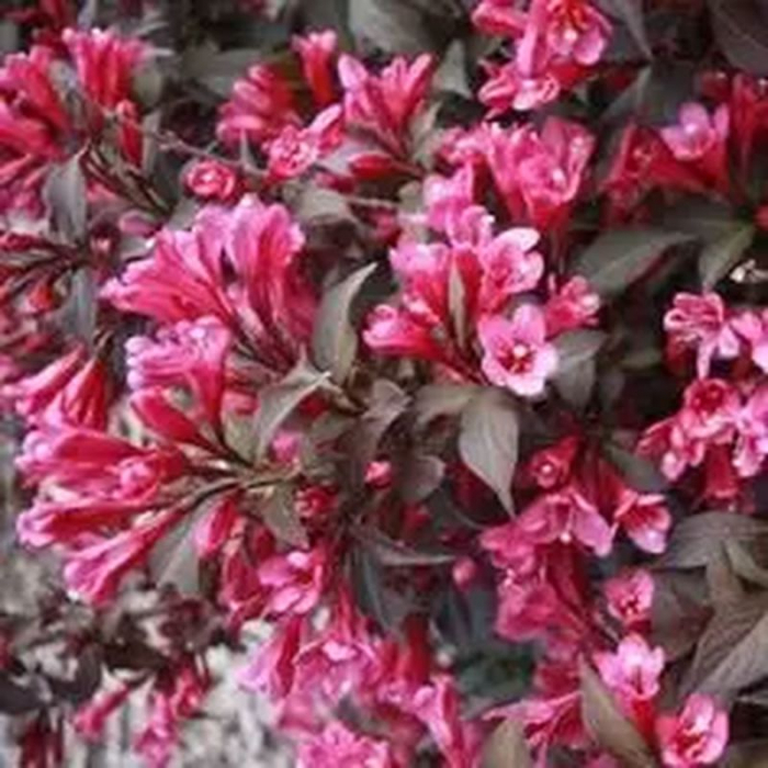 Weigela florida 'Purpurea' - Weigela purpuriu [1]