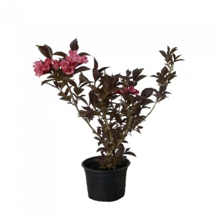 Weigela florida 'Purpurea' - Weigela purpuriu [4]