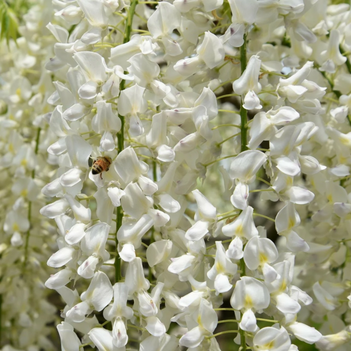 Wisteria brachybotrys 'Shiro Kapitan Fuji'  - Glicina cățărătoare 'Shiro Kapitan Fuji' cu flori albe [1]