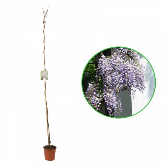 Wisteria chinensis - Glicina chinezească [3]