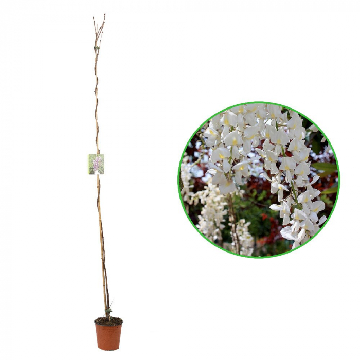 Wisteria chinensis - Glicina chinezească [5]