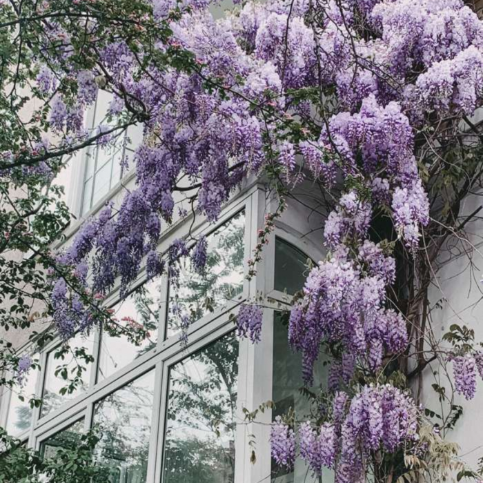 Wisteria chinensis - Glicina chinezească [2]