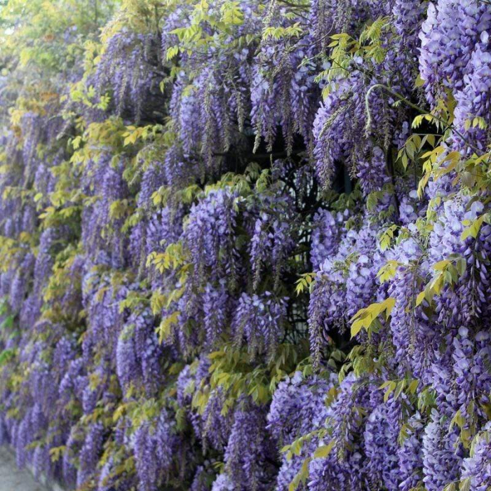 Wisteria chinensis spalliera - Glicina chinezească - pe spalier [2]