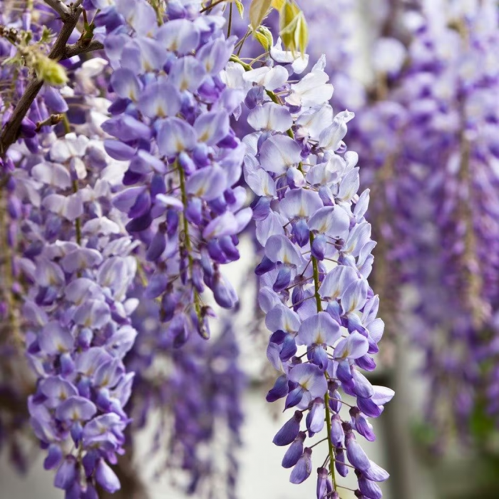 Wisteria chinensis spalliera - Glicina chinezească - pe spalier [1]