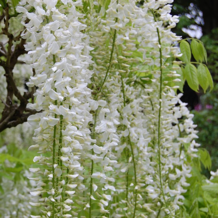 Wisteria floribunda 'Alba' arco  - Glicina albă pe arcadă [1]
