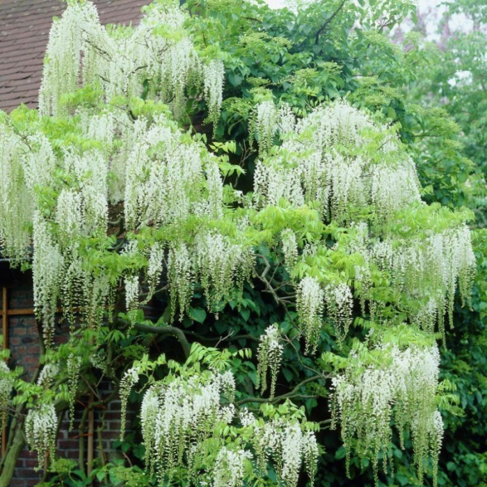 Wisteria floribunda 'Alba' arco  - Glicina albă pe arcadă [2]