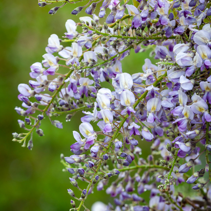 Wisteria floribunda 'Issai' - Glicină cu flori mov [1]