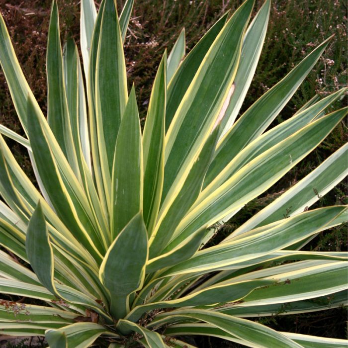 Yucca gloriosa 'Variegata' - Yucca gloriosa cu frunză variegată [3]