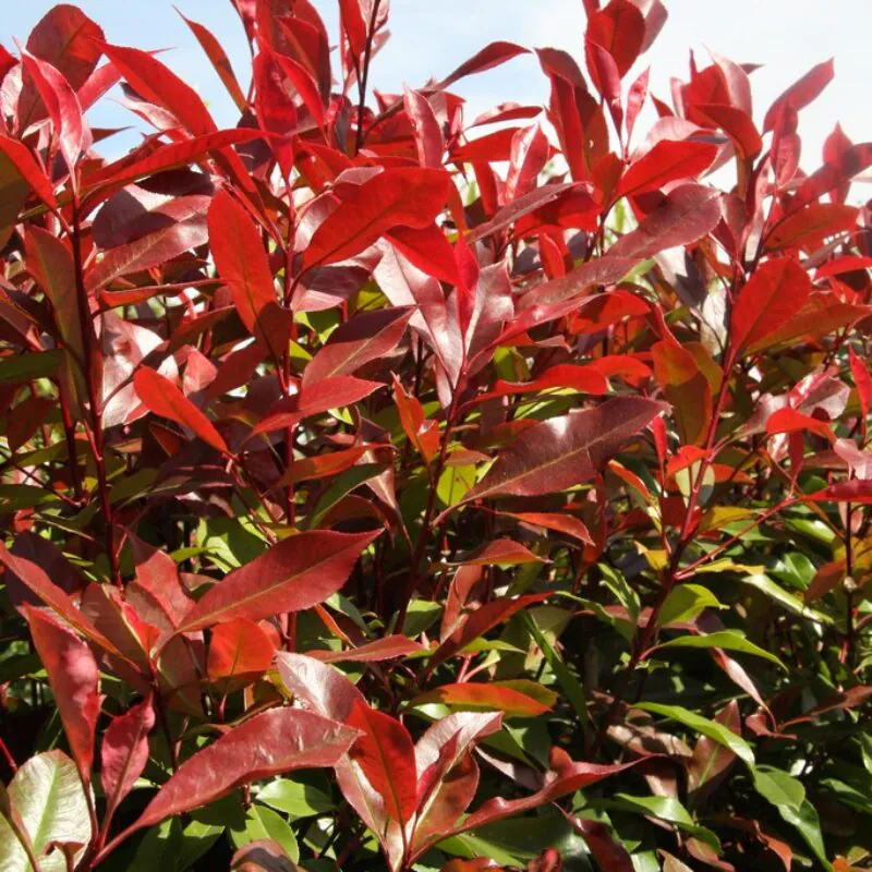 Cu frunziș persistent - Photinia serrulata 'Red Robin'  - Photinia serrulata 'Red Robin'