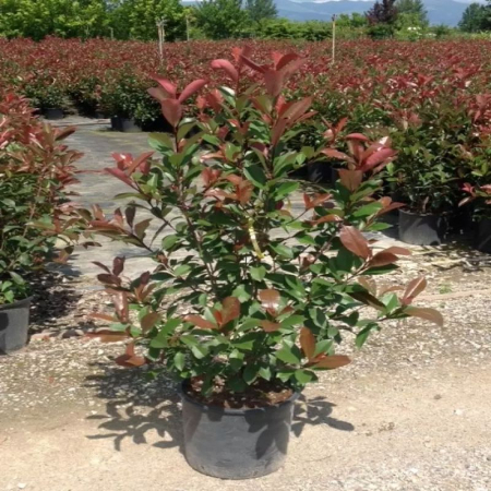 Photinia serrulata 'Red Robin'  - Photinia serrulata 'Red Robin' [2]