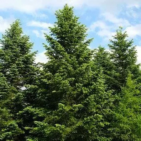 Conifere - Abies nordmanniana - Brad de caucaz