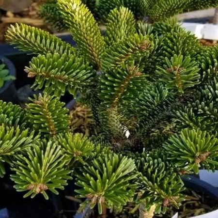 Abies nordmanniana - Brad de caucaz [1]