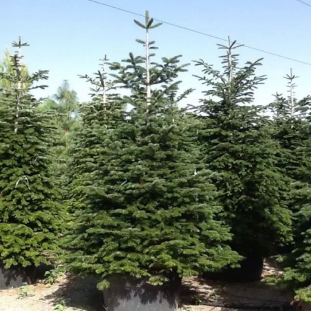 Abies nordmanniana - Brad de caucaz [2]