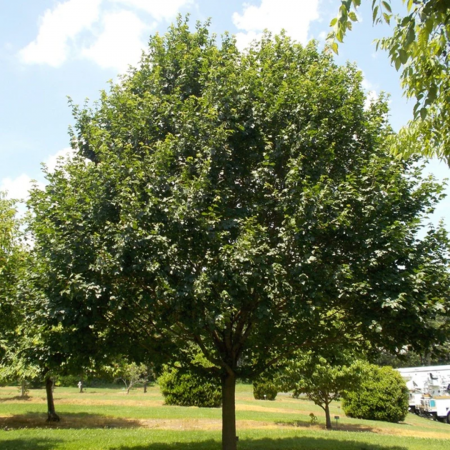 Acer campestre - Arțar de câmp [2]
