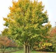 Acer campestre - Arțar de câmp [1]