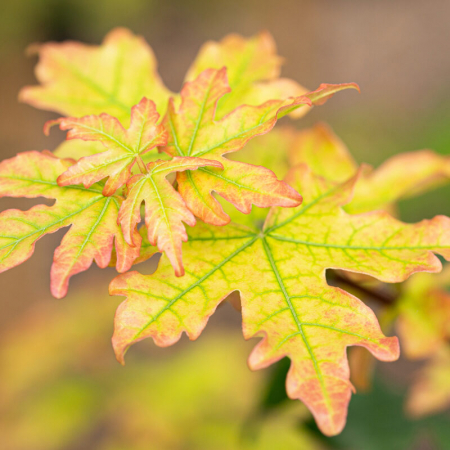 Acer campestre zolla 35/40 alto fusto  - Arțar de câmp la balot pe tulpină înaltă [2]