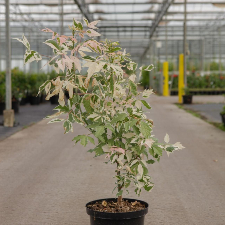 Acer negundo 'Flamingo'  - Arțar american [2]