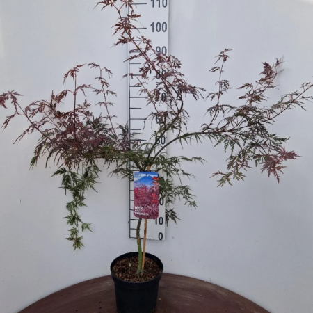 Acer palmatum - Arțar japonez [2]