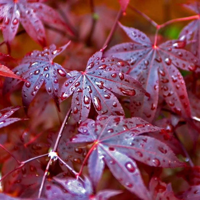 Arbori și arbuști - Acer palmatum - Arțar japonez