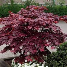 Acer palmatum - Arțar japonez [1]