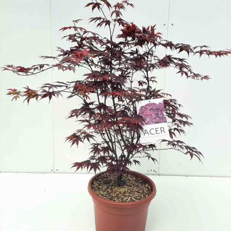 Acer palmatum 'Bloodgood' - Arțar japonez [2]