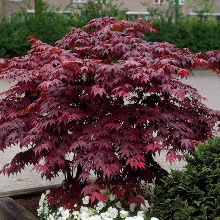 Arbori și arbuști - Acer palmatum 'Bloodgood' - Arțar japonez