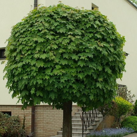 Arbori și arbuști - Acer platanoides 'Globosum'  standard - Arțar globular