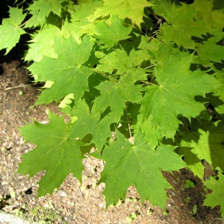 Acer platanoides 'Globosum'  standard - Arțar globular [1]