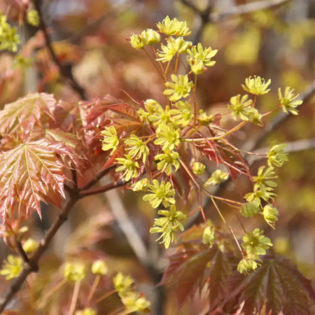Acer platanoides 'Globosum'  standard - Arțar globular [2]