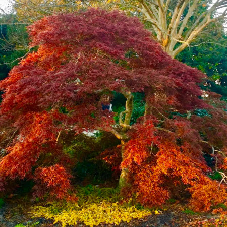 Acer (Rossi) palm. diss. 'Tamukeyama' MEZZO FUSTO -  Arțar japonez 'Tamukeyama'  altoit pe trunchi [2]