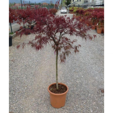 Acer (Rossi) palm. diss. 'Tamukeyama' MEZZO FUSTO -  Arțar japonez 'Tamukeyama'  altoit pe trunchi [1]