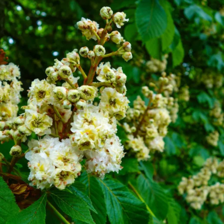 Aesculus hippocastanum 'Baumannii' -  Castan sălbatic [2]