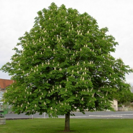 Arbori și arbuști - Aesculus hippocastanum 'Baumannii' -  Castan sălbatic