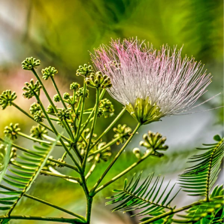 Albizia julibrissin 'Ombrella' mezzo fusto - Arborele de mătase - altoit pe trunchi