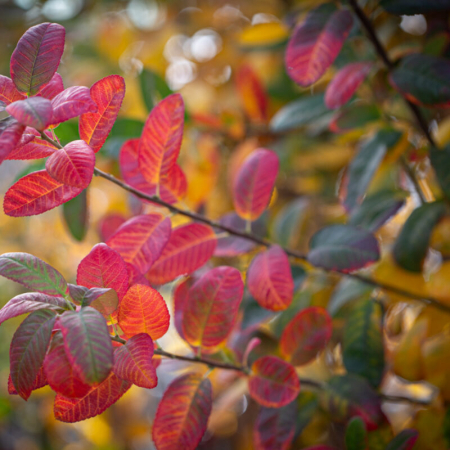 Amelanchier canadensis - Arborele de stafide [1]