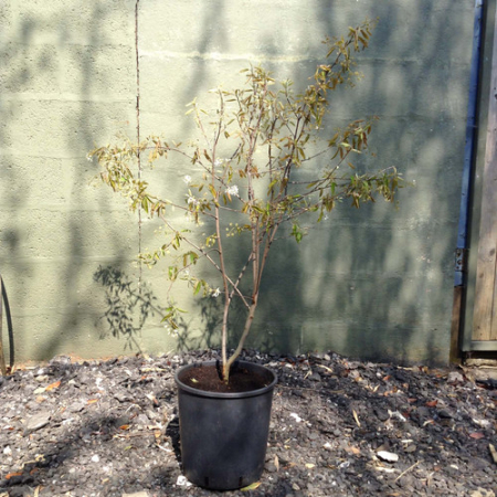 Amelanchier canadensis - Arborele de stafide [2]