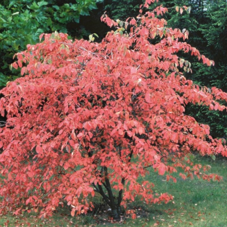 Arbori și arbuști - Amelanchier canadensis - Arborele de stafide