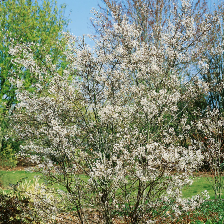 Amelanchier canadensis 'Lamarckii' - Arborele de stafide 'Lamarckii' [2]