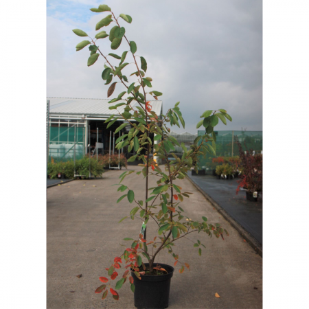 Amelanchier canadensis 'Lamarckii' - Arborele de stafide 'Lamarckii' [3]