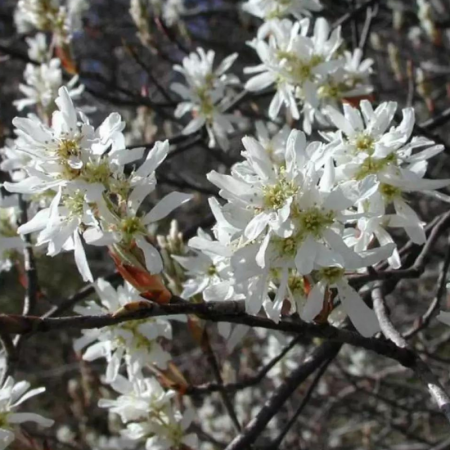 Arbori și arbuști - Amelanchier canadensis 'Lamarckii' - Arborele de stafide 'Lamarckii'